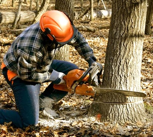 Tree Removal in Snow Hill, MD